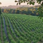 Simple Visit to Discover the Domaine d'Arton - Who Should Consider This Tour?