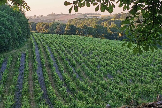 Simple Visit to Discover the Domaine d'Arton - Who Should Consider This Tour?