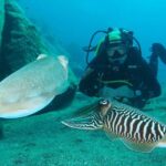 Single Dive for qualified divers from shore, region Puerto del Carmen. - Pricing and Overall Value