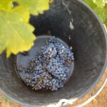 Singular Valencia Wine Tour Utiel Requena Wineries - The Value of the Experience