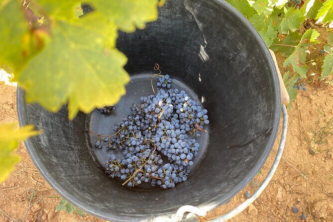 Singular Valencia Wine Tour Utiel Requena Wineries - The Value of the Experience