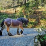 Sintra Tour with Pena Palace, Moorish Castle and Regaleira - Private - What Sets This Tour Apart?