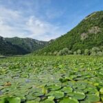 Skadar Lake tour - experience the Montenegrin nature - Discovering the Charm of Virpazar