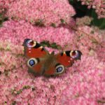 Skip-the-Line: Botanic Garden Entry Ticket - The Experience: What You’ll Encounter