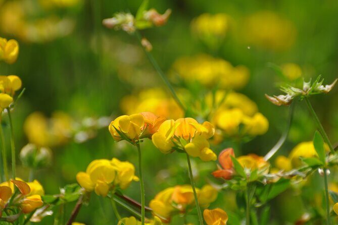 Slow Parma Food Experience Half Day Private Tour and Tasting - Is It Worth the Price?