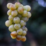 Slow Wine & Tartufo Gelato Tasting Experience - Practical Details and What They Mean for You