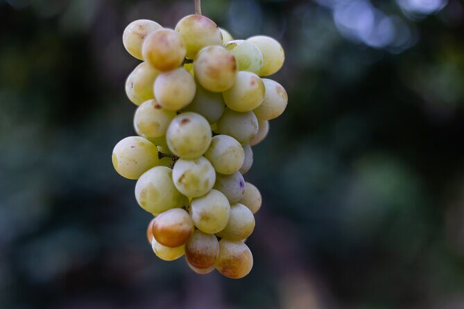 Slow Wine & Tartufo Gelato Tasting Experience - Practical Details and What They Mean for You