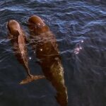 Small Group Boat Whale and Dolphin Watching Tour - What Makes This Tour Stand Out?