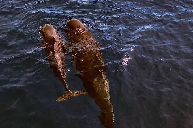 Small Group Boat Whale and Dolphin Watching Tour - What Makes This Tour Stand Out?