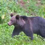 Small-Group Brown Bear-Watching Experience from Brasov - Who Will Love This Tour?