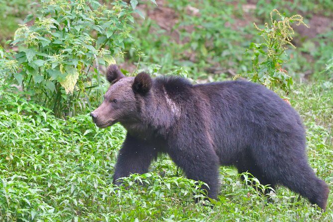 Small-Group Brown Bear-Watching Experience from Brasov - Who Will Love This Tour?
