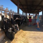 Small Group Cheese Making and Tasting from the Island of Baleares - Final Thoughts: The Value and Who It’s For