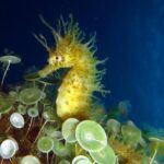 Small Group Diving Baptism in Tossa de Mar - What’s Included and What You’ll Need to Bring