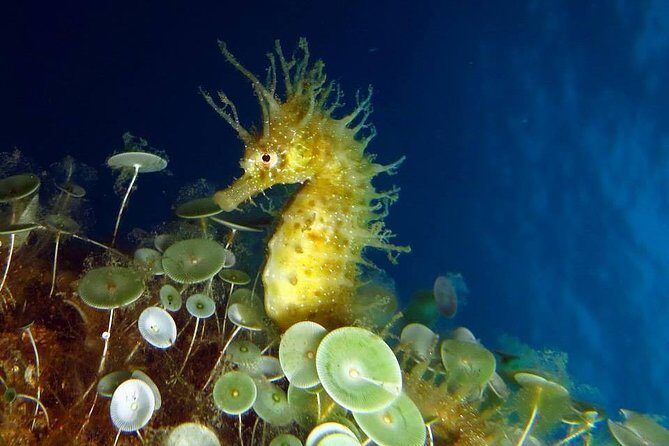 Small Group Diving Baptism in Tossa de Mar - What’s Included and What You’ll Need to Bring