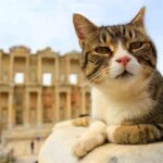 Small Group Ephesus Tour From Izmir - The Experience: What Travelers Say