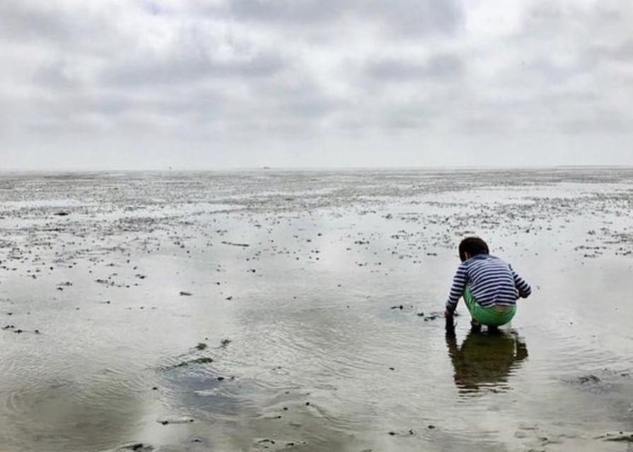 Small group full day island tour to Texel from Amsterdam - What to Expect from the Texel Island Tour