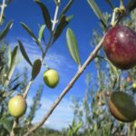 Small-Group Half-Day Languedoc Wine and Olive Tour from Montpellier - The Olive Farm Experience