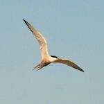 Small Group Half Day Seal Safari at UNESCO Site Waddensea from Amsterdam - Who Will Appreciate This Tour Most?