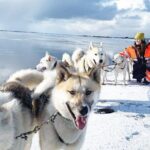 Small Group Husky Sledding Tour from Capital Region - What to Expect During the Tour