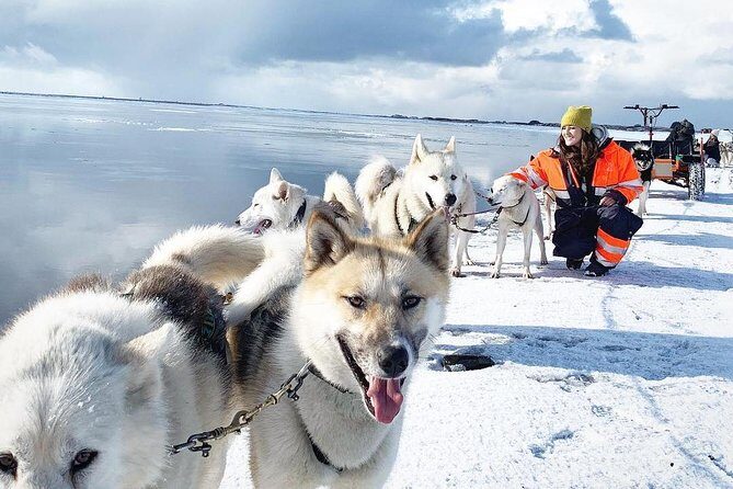 Small Group Husky Sledding Tour from Capital Region - What to Expect During the Tour