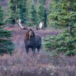Small-Group Moose Wild Safari from Rovaniemi - Transport, Timing, and Group Size: Why They Matter