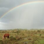 Small-group New Forest Discovery Walk from Lyndhurst - Frequently Asked Questions