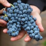 Small Group Olive Oil and Wine Tour with Light Lunch - FAQ