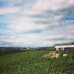 Small Group Rheingau Vineyards Tour with Castles and Abbeys - What Makes This Tour Stand Out?