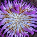 Small Group Snorkeling in Abades Bay with Licensed Guide - FAQs