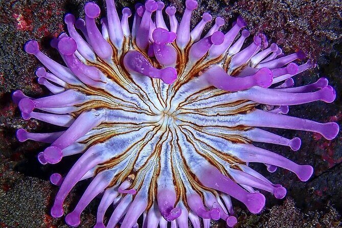 Small Group Snorkeling in Abades Bay with Licensed Guide - FAQs