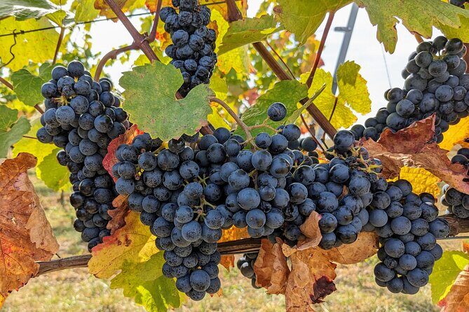 Small-group Vienna Wine Tour - FAQs