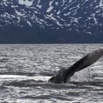 Small group Whale watching - Practical Details and Value