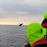 Small-group Whale Watching in the Midnight Sun from Reykjavík - Who Would Love This Tour?