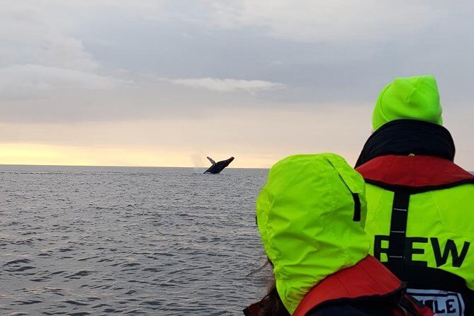 Small-group Whale Watching in the Midnight Sun from Reykjavík - Who Would Love This Tour?
