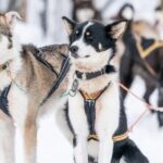 Small Group Wilderness Husky Sledding 2h from Tromsø (car needed) - Authenticity and Connection with the Huskies