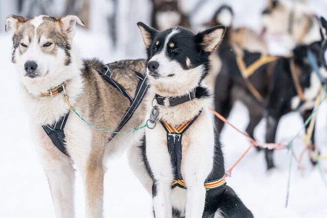 Small Group Wilderness Husky Sledding 2h from Tromsø (car needed) - Authenticity and Connection with the Huskies