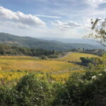 Small Intimate Group: San Gimignano - Two Wine Tours with lunch - Value for Money: Is It Worth the Price?