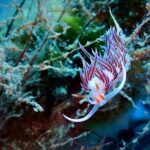 Snorkeling Adventure Trip - Analyzing the Value