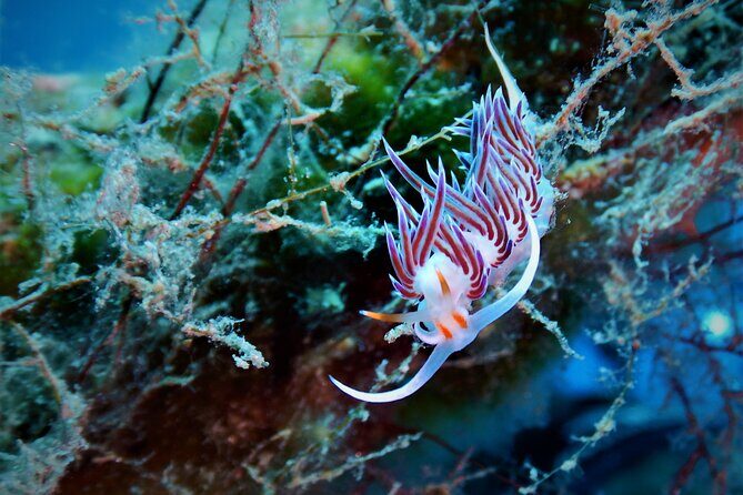 Snorkeling Adventure Trip - Analyzing the Value