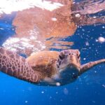 Snorkeling and Boat Tour in a Turtle Area - How the Experience Flows