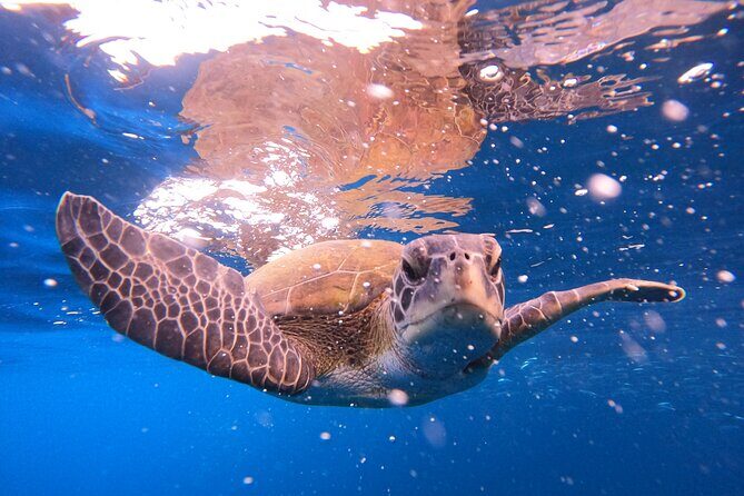 Snorkeling and Boat Tour in a Turtle Area - How the Experience Flows