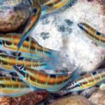 Snorkeling at Isola Bella Marine Park Taormina - Practical Details