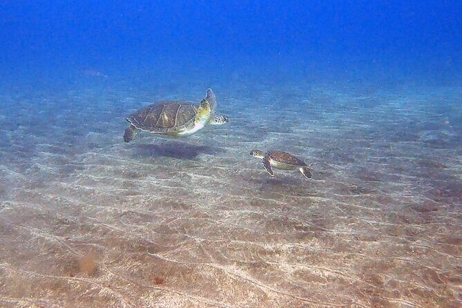Snorkeling excursion in the Rayas and Turtles Zone - The Value of Guided Snorkeling in Tenerife