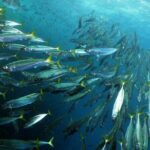 Snorkeling - Marine Park Discovery - Who Should Consider This Tour?