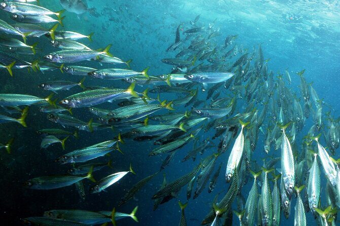 Snorkeling - Marine Park Discovery - Who Should Consider This Tour?