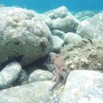 Snorkeling trip - What Makes This Snorkeling Trip Stand Out?