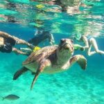 snorkeling ,Turtle Watching in Cyprus - FAQ