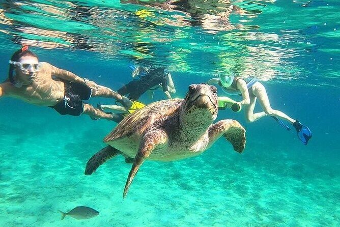 snorkeling ,Turtle Watching in Cyprus - FAQ