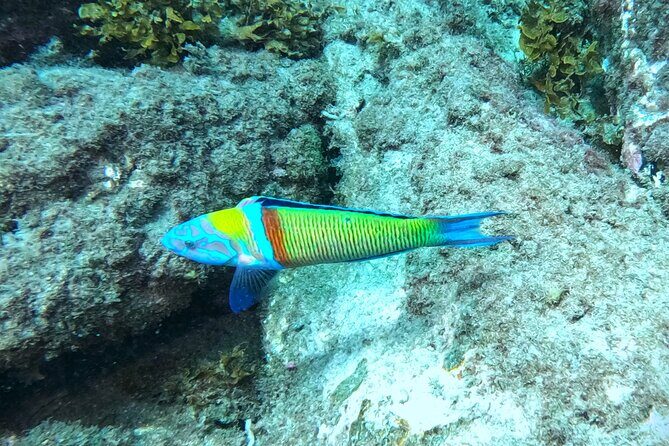 Snorkeling with a Professional Instructor in Tenerife - The Role of the Professional Instructor
