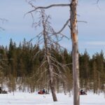 Snowmobile Safari into the Wilderness, Apukka Resort Rovaniemi - Authentic Insights and Traveler Perspectives